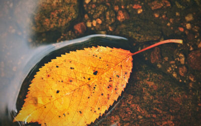 When the Weather Changes: Caring for Seniors Through the Seasons