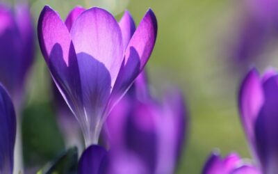 What Is Hospice Care?